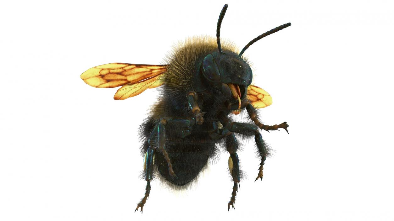 Realistic Bumblebee Insect Fur Rigged 3D