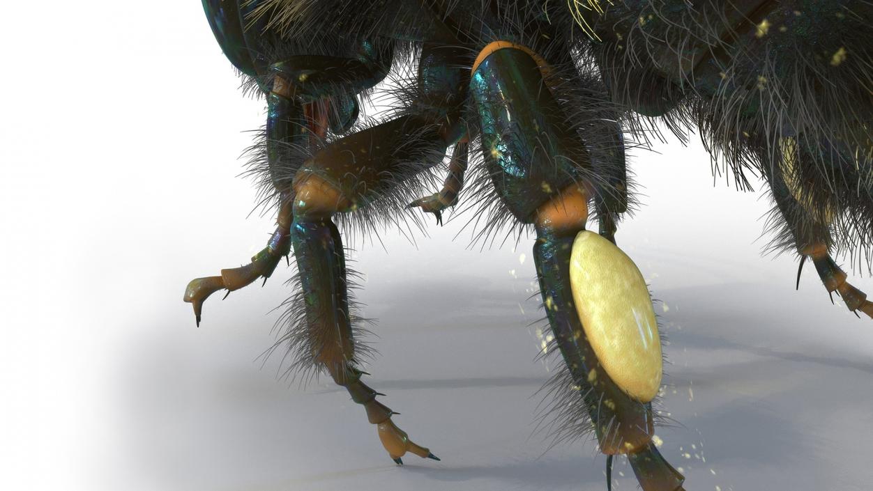 Realistic Bumblebee Insect Fur Rigged 3D