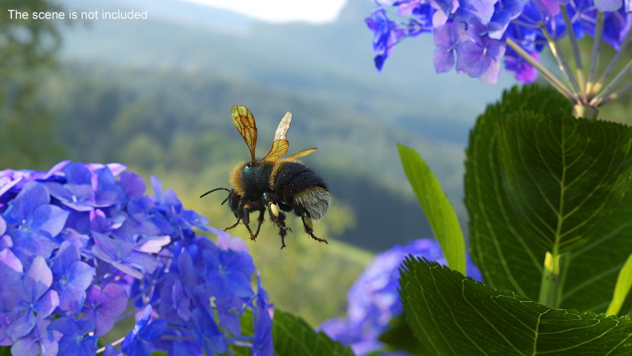 Realistic Bumblebee Insect Fur Rigged 3D