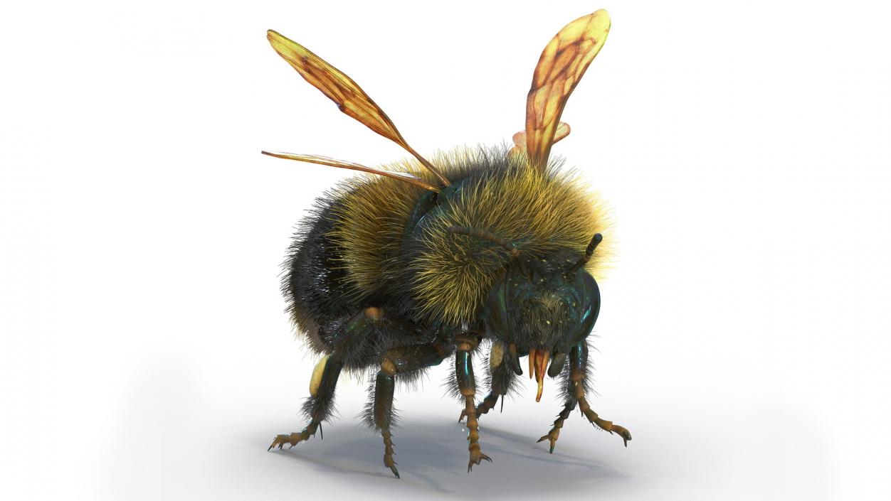 Realistic Bumblebee Insect Fur Rigged 3D