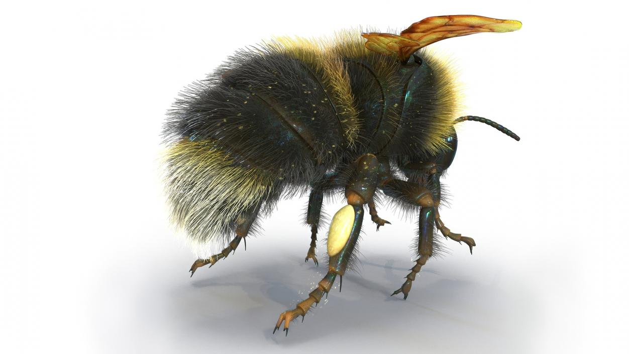 Realistic Bumblebee Insect Fur Rigged 3D