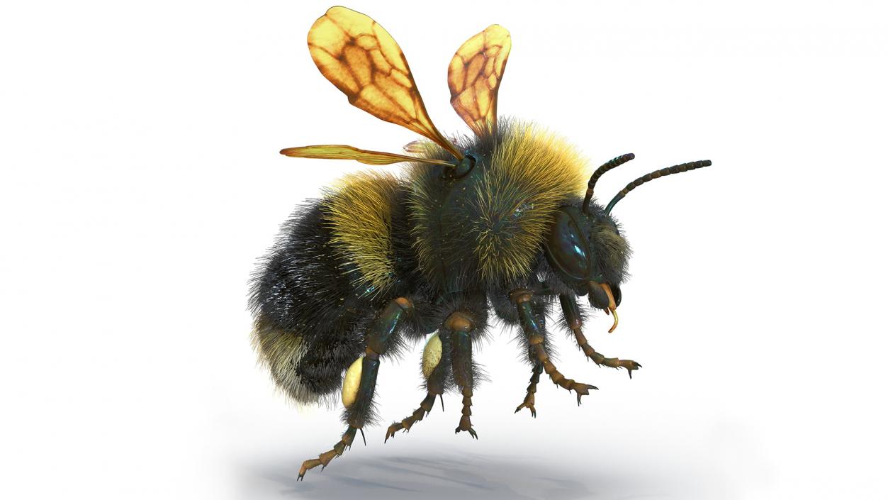 Realistic Bumblebee Insect Fur Rigged 3D