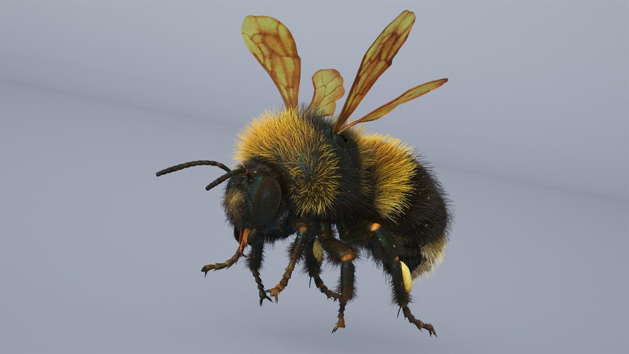 Realistic Bumblebee Insect Fur Rigged 3D