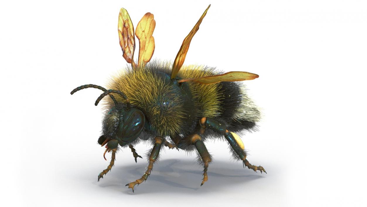 Realistic Bumblebee Insect Fur Rigged 3D