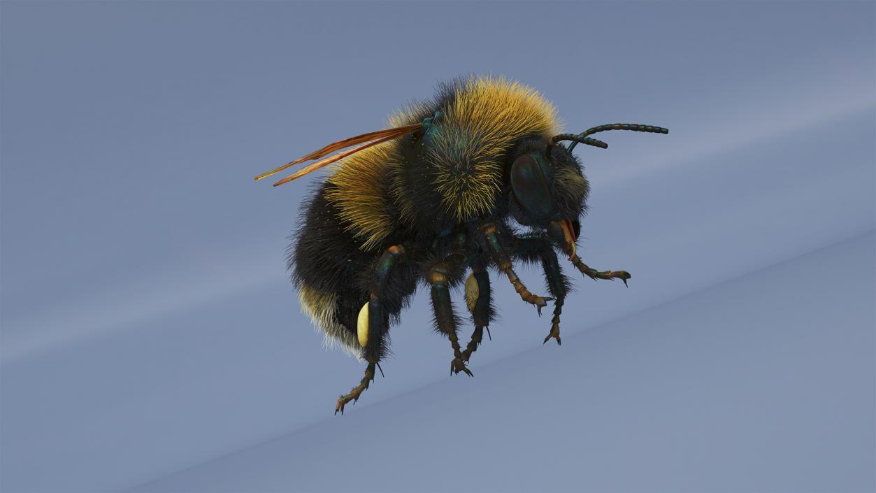 Realistic Bumblebee Insect Fur Rigged 3D