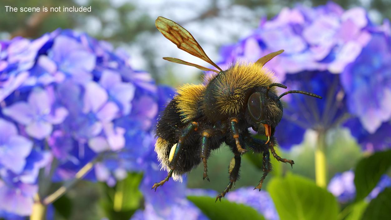 Realistic Bumblebee Insect Fur Rigged 3D