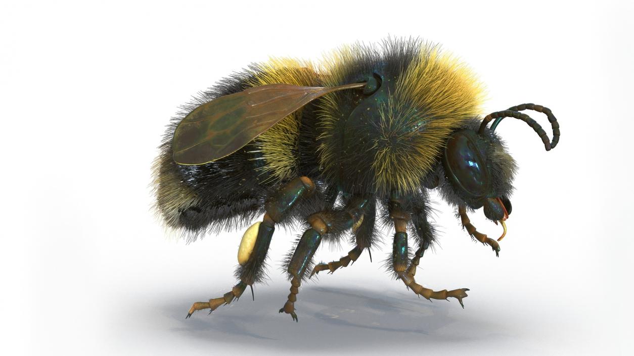 Realistic Bumblebee Insect Fur Rigged 3D