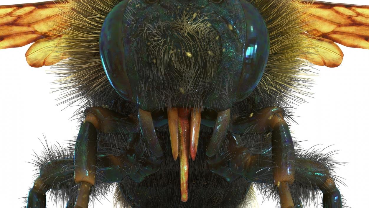 Realistic Bumblebee Insect Fur Rigged 3D