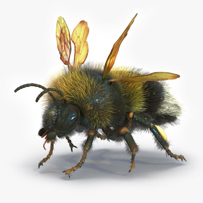 Realistic Bumblebee Insect Fur Rigged 3D