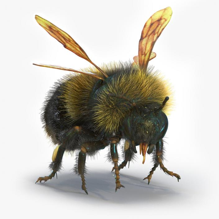 Realistic Bumblebee Insect Fur Rigged 3D