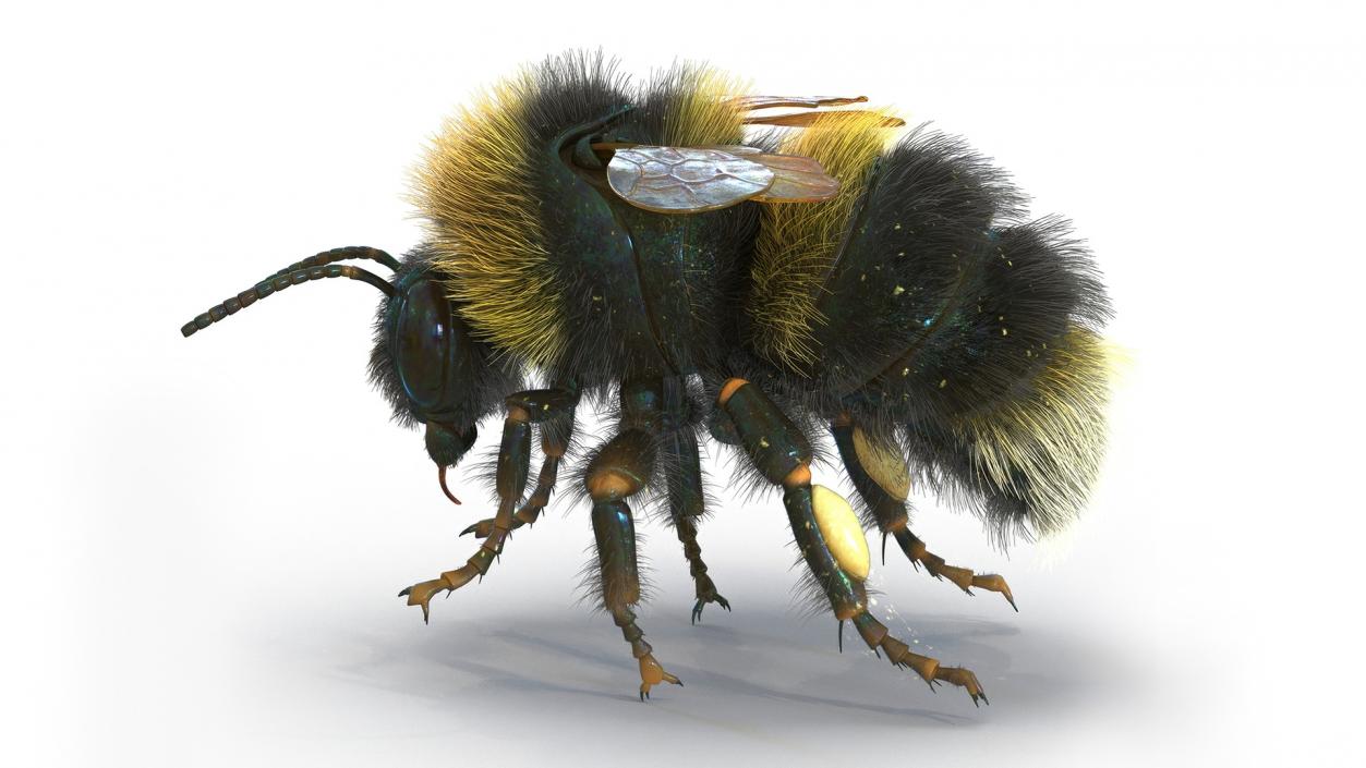 Realistic Bumblebee Insect Fur Rigged 3D