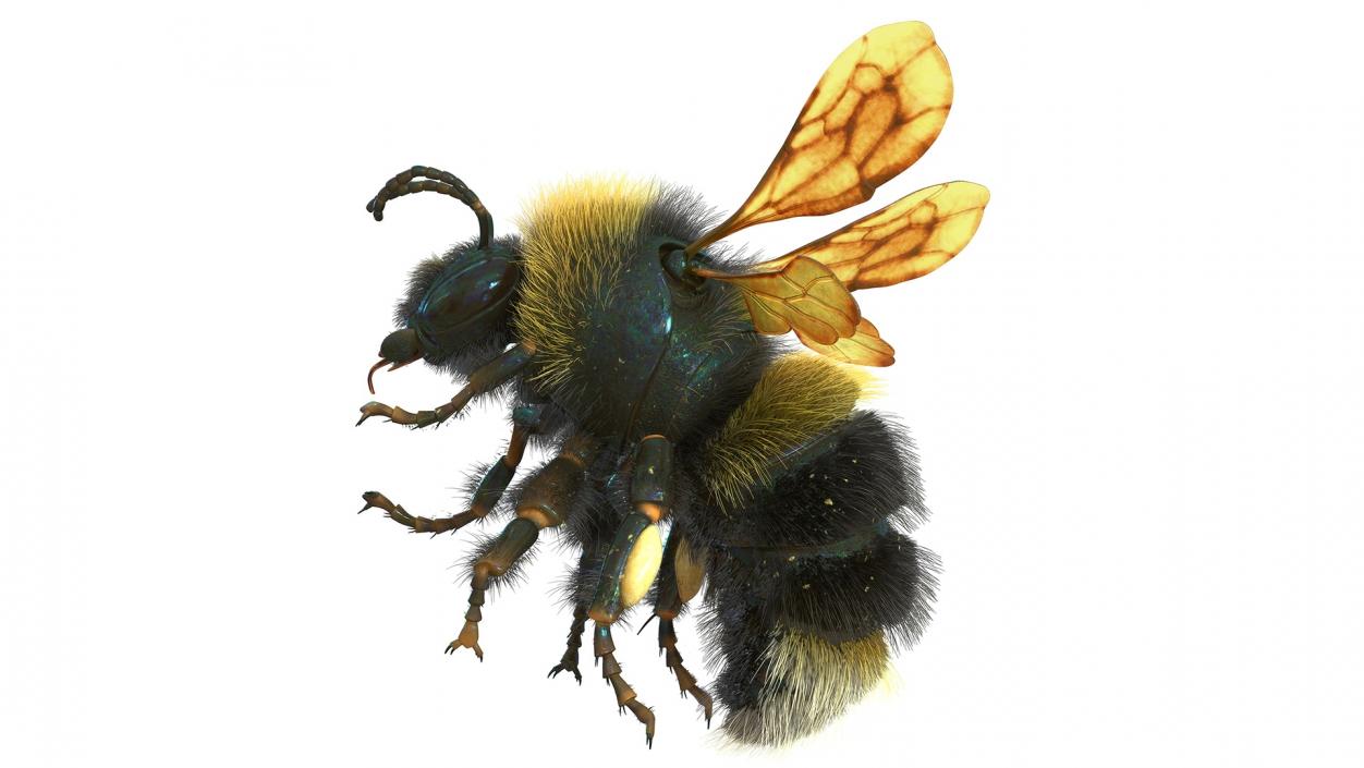 Realistic Bumblebee Insect Fur Rigged 3D