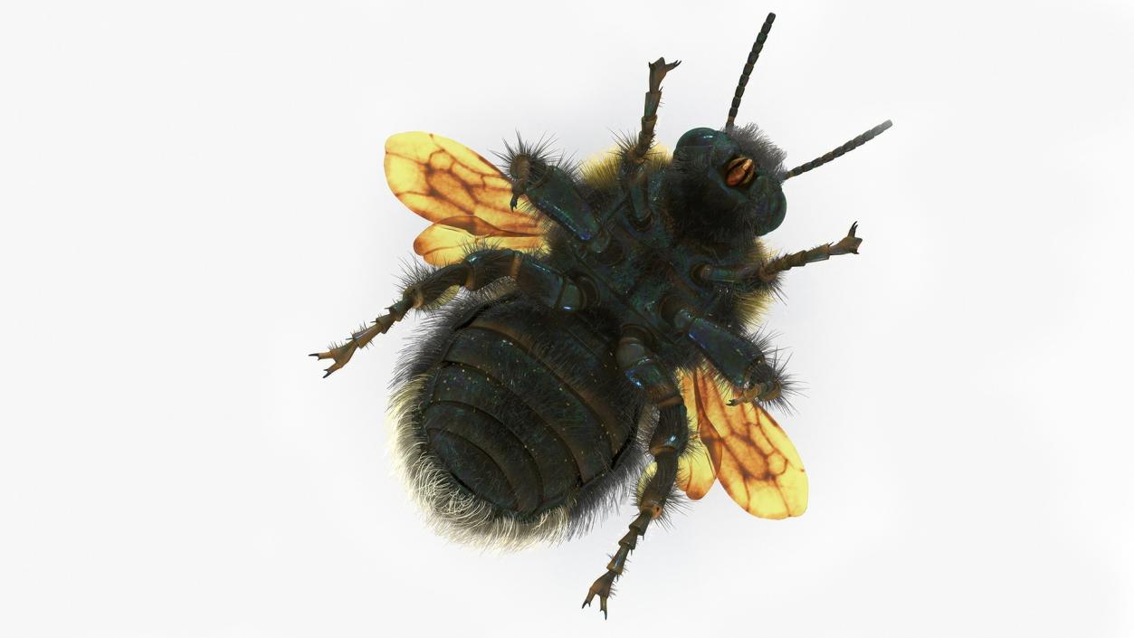 Realistic Bumblebee Insect Fur Rigged 3D