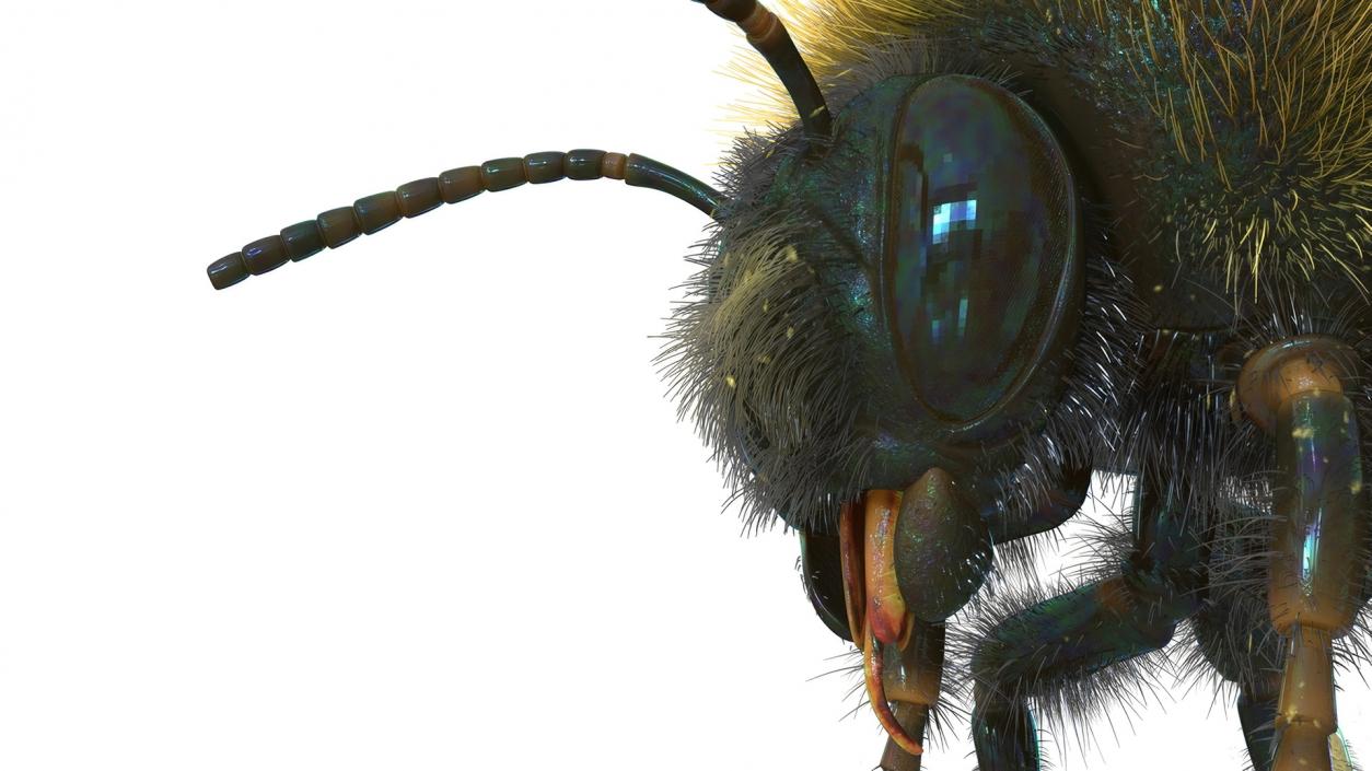 Realistic Bumblebee Insect Fur Rigged 3D