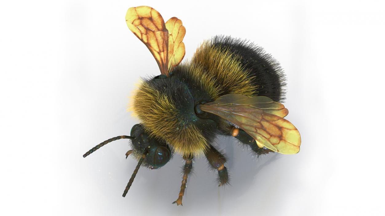 Realistic Bumblebee Insect Fur Rigged 3D