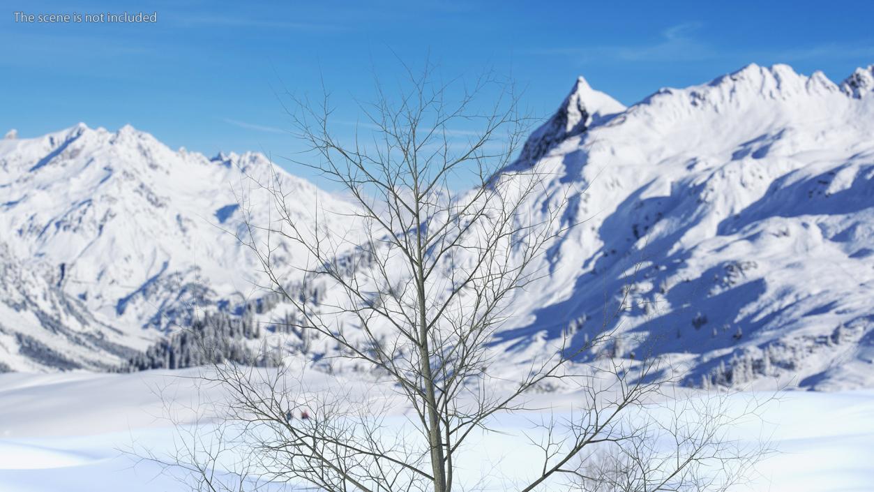 3D model Bare Poplar Winter Tree 2