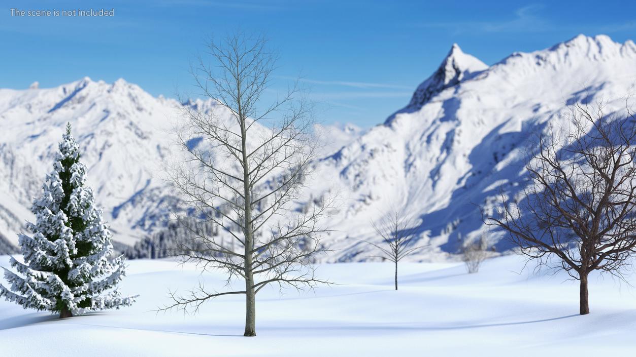 3D model Bare Poplar Winter Tree 2