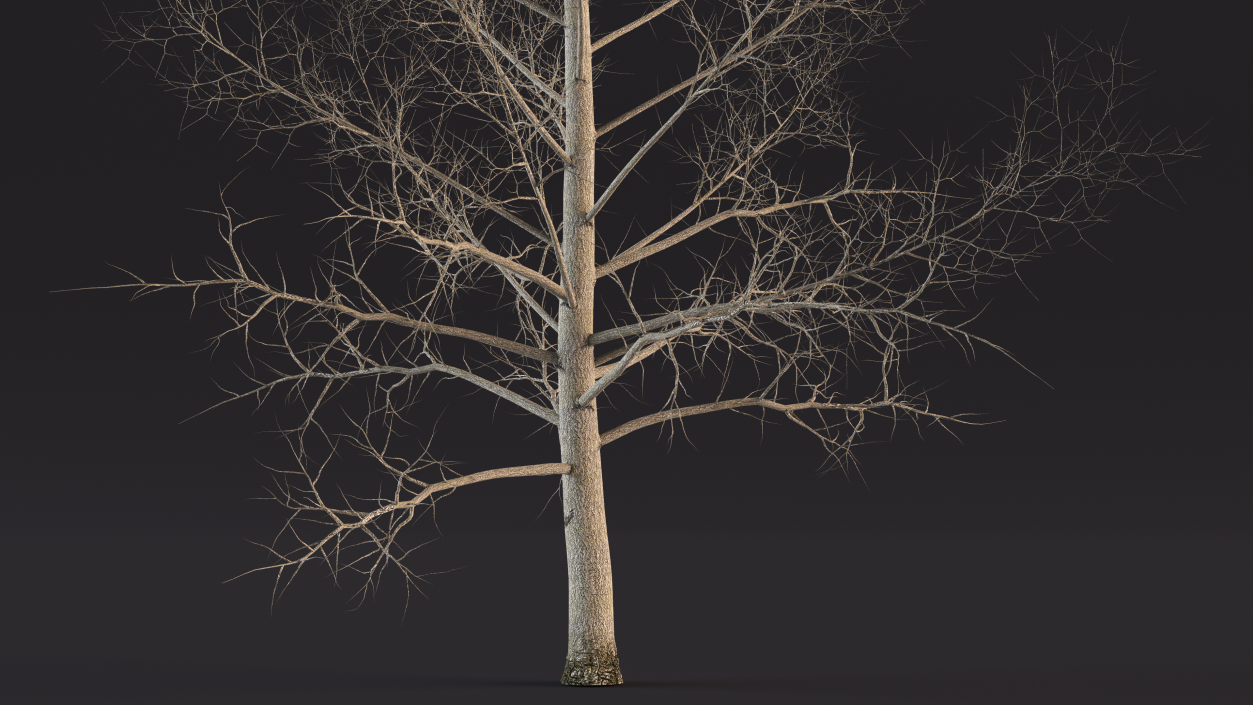 3D model Bare Poplar Winter Tree 2