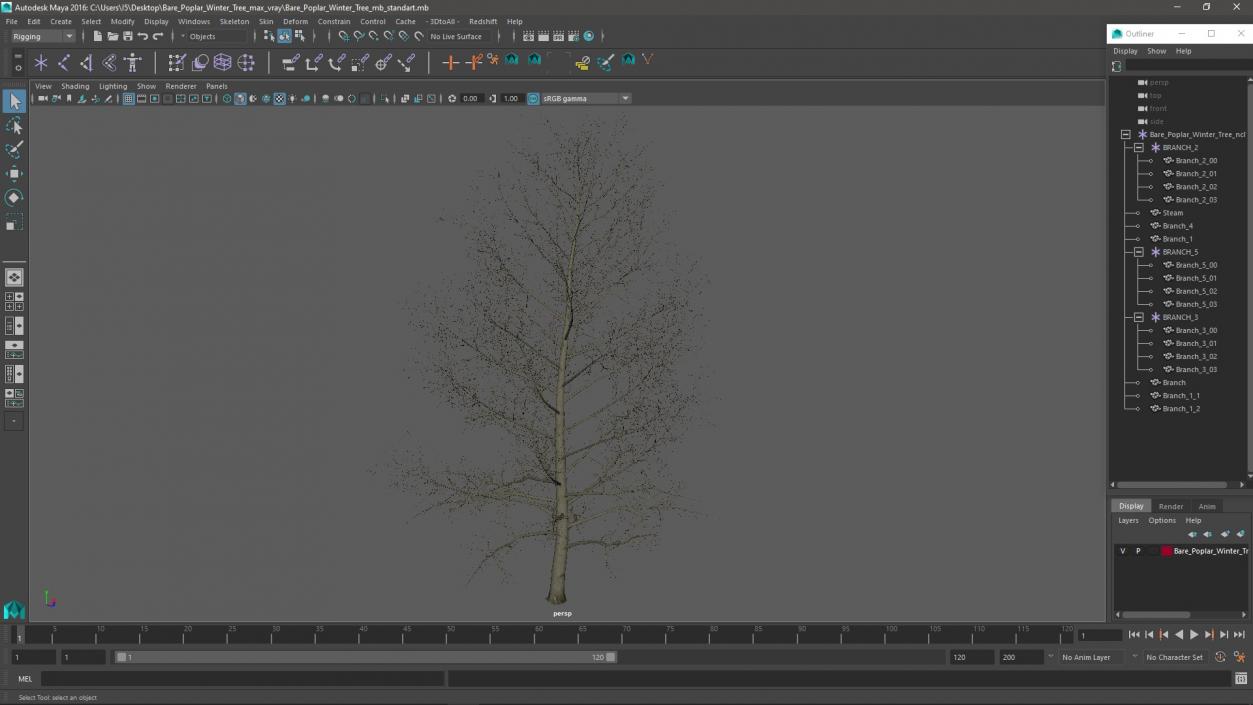 3D model Bare Poplar Winter Tree 2