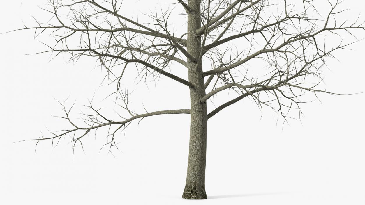 3D model Bare Poplar Winter Tree 2