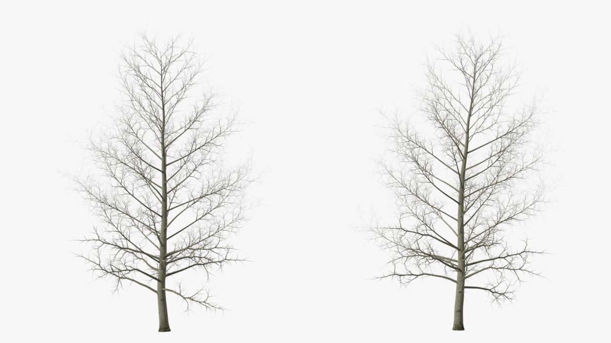 3D model Bare Poplar Winter Tree 2