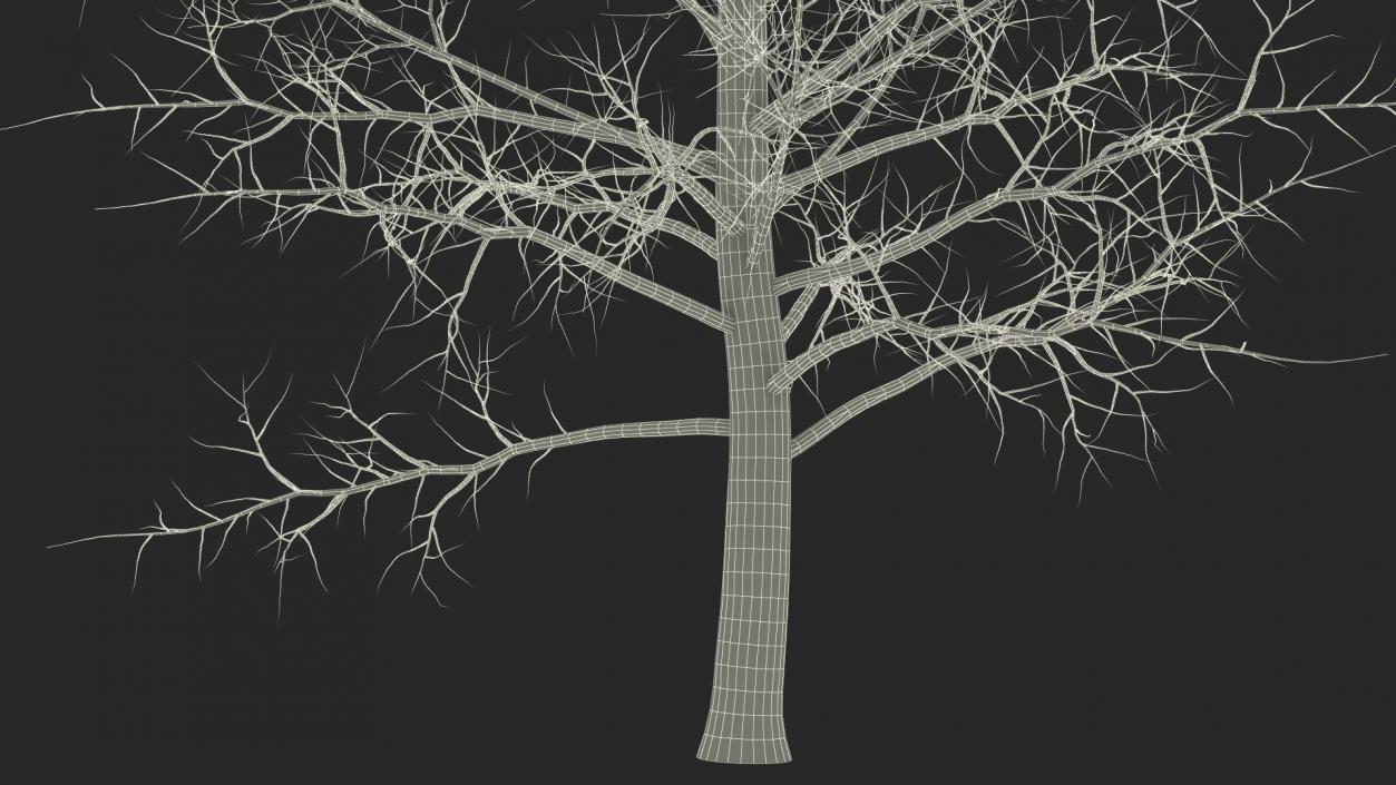 3D model Bare Poplar Winter Tree 2