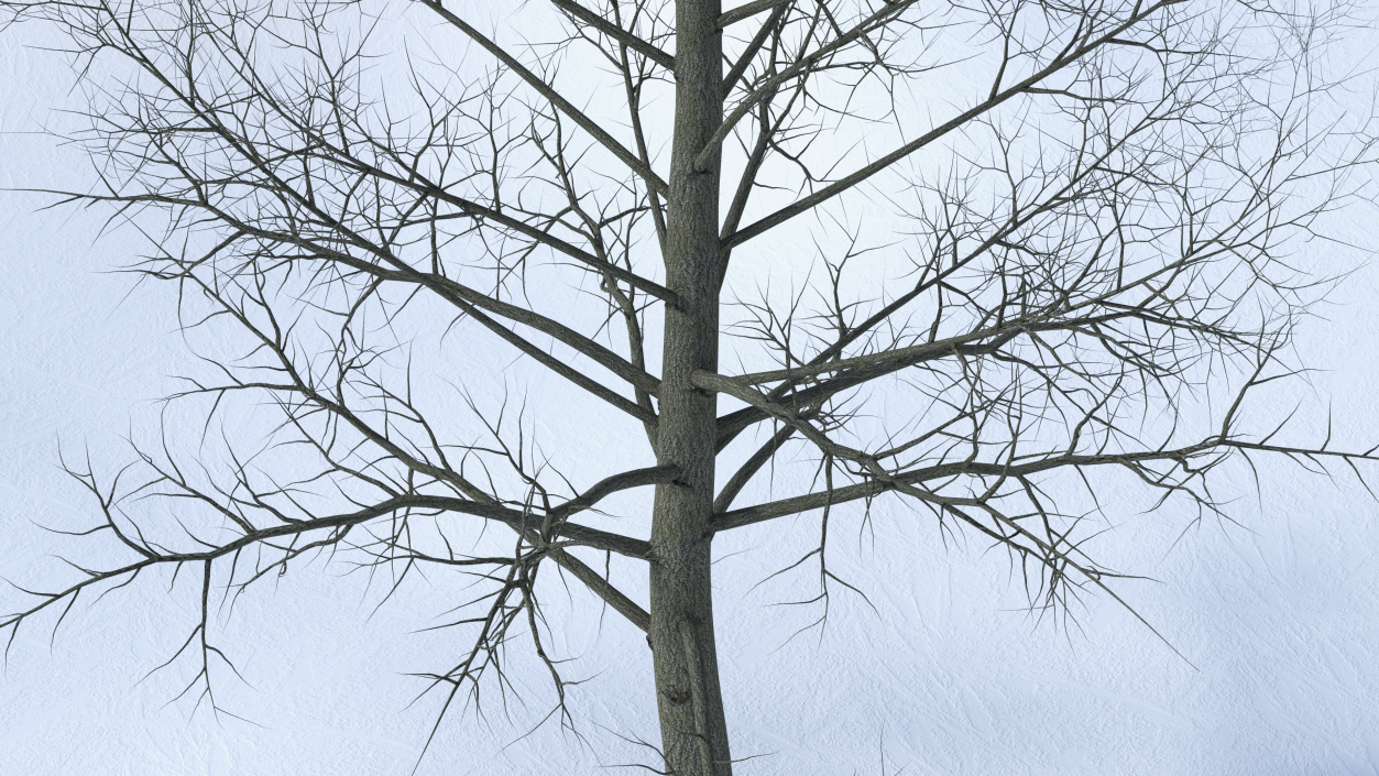 3D model Bare Poplar Winter Tree 2