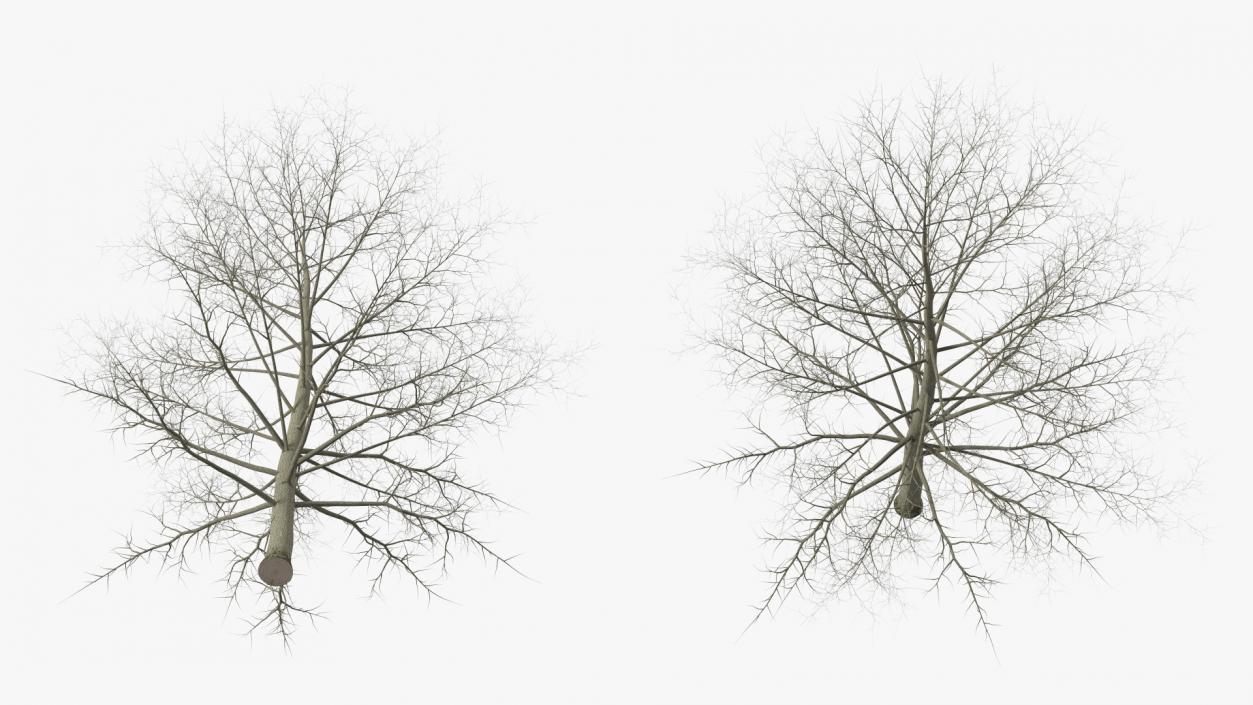 3D model Bare Poplar Winter Tree 2