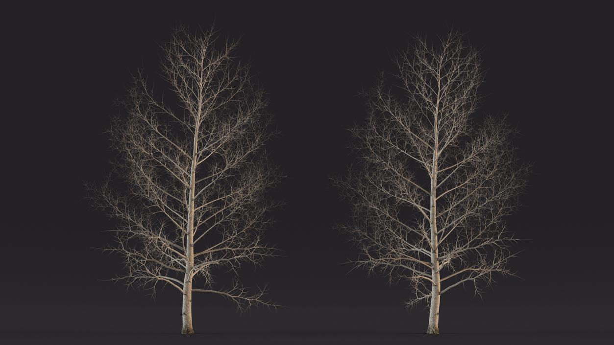 3D model Bare Poplar Winter Tree 2