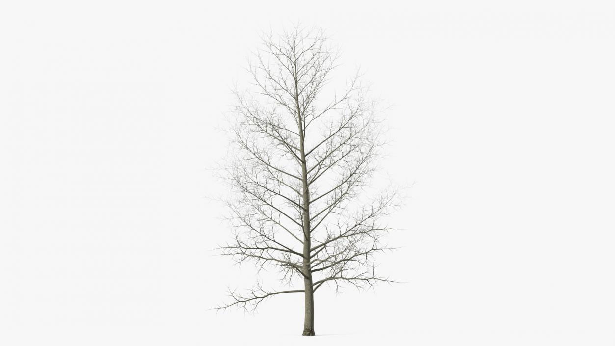 3D model Bare Poplar Winter Tree 2