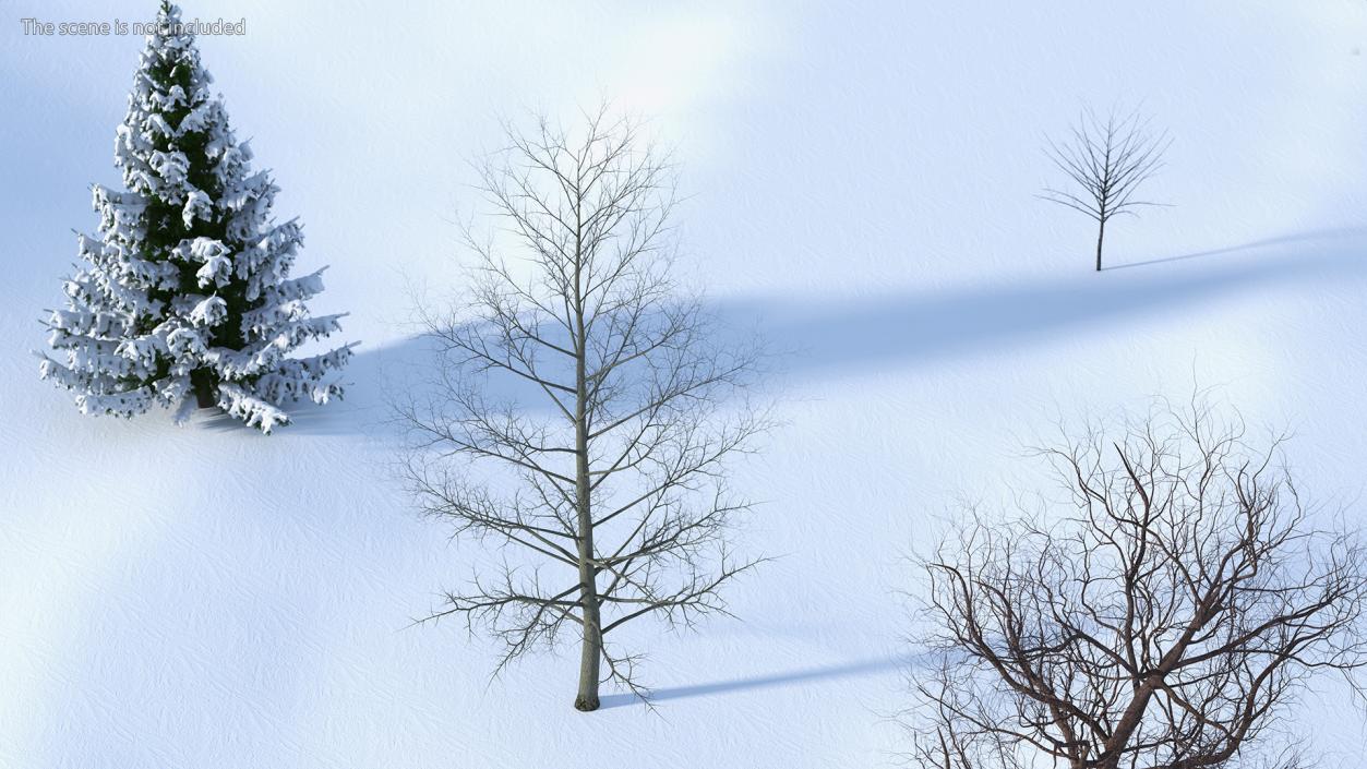 3D model Bare Poplar Winter Tree 2