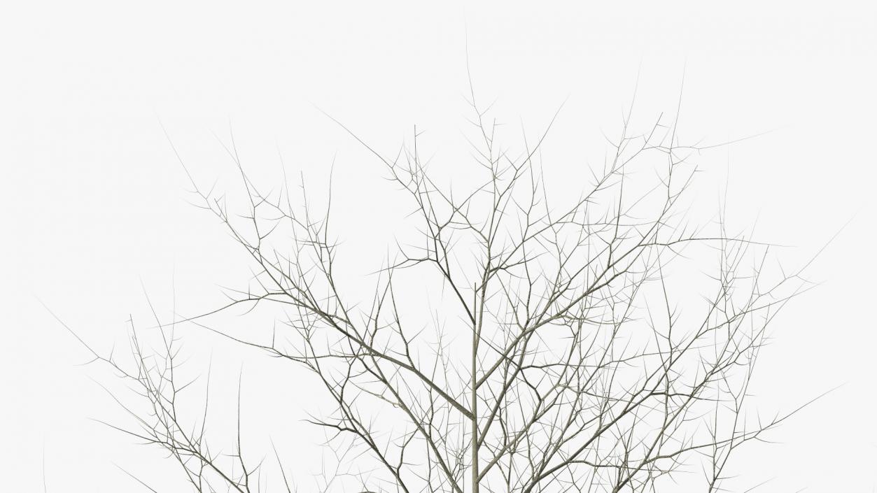 3D model Bare Poplar Winter Tree 2