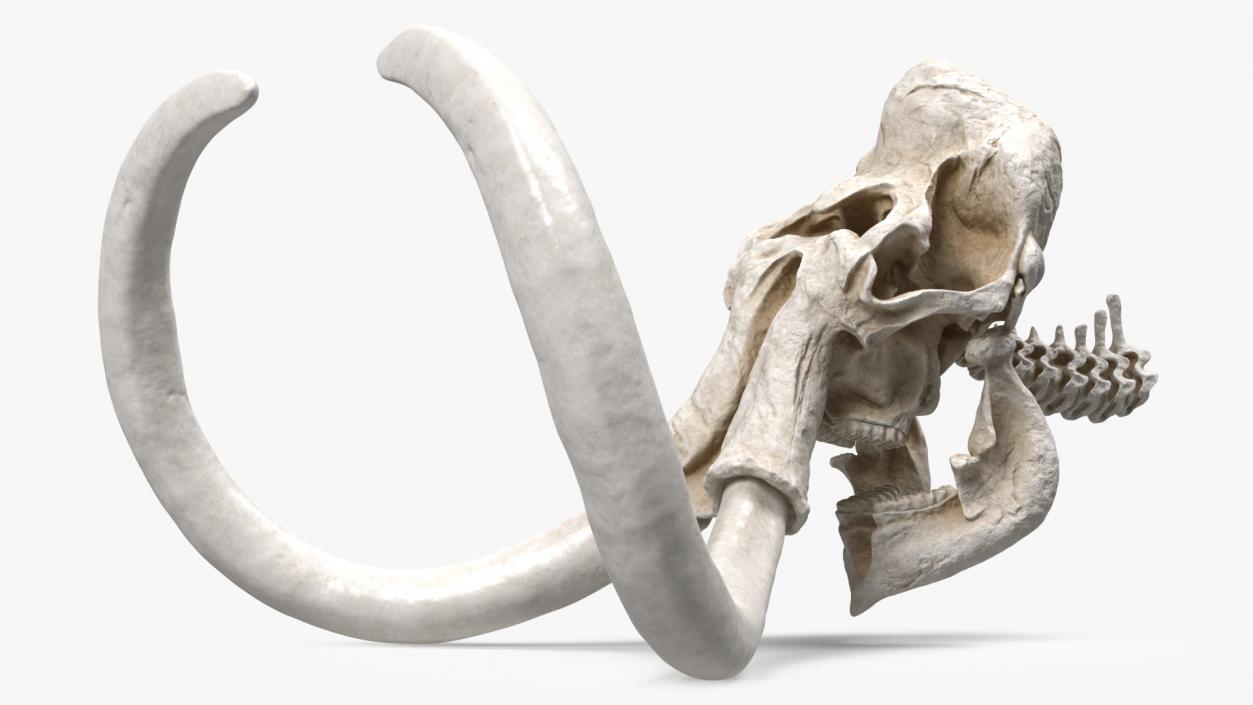 3D Mammoth Skull model