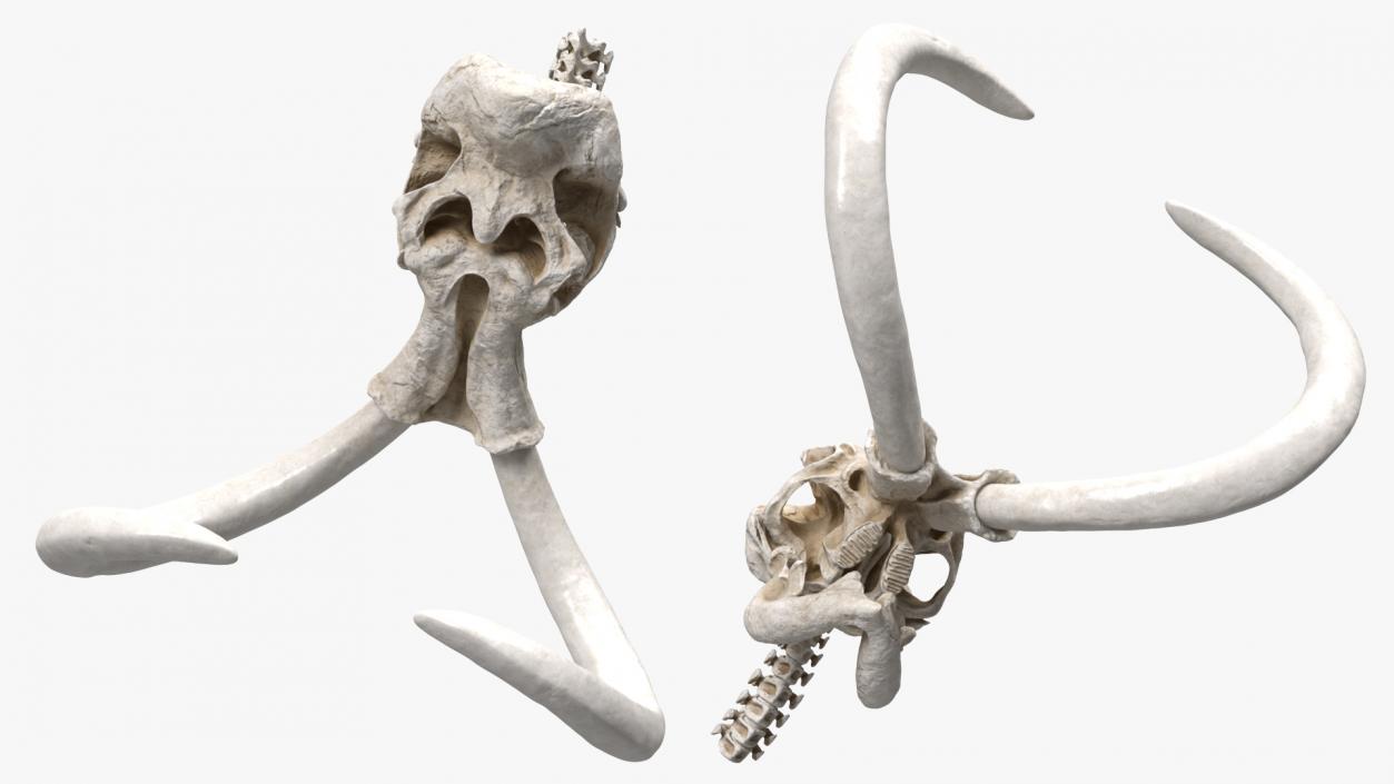 3D Mammoth Skull model