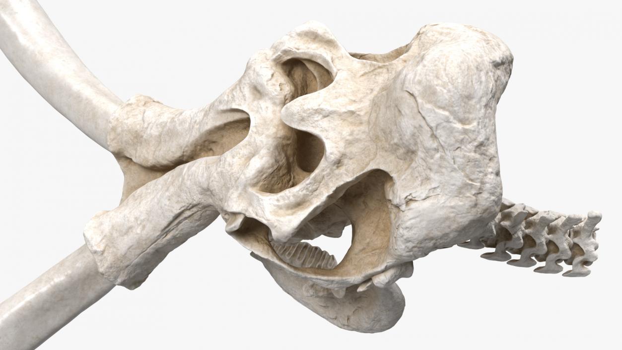 3D Mammoth Skull model