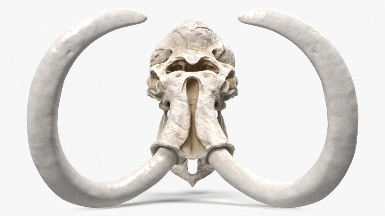 3D Mammoth Skull model