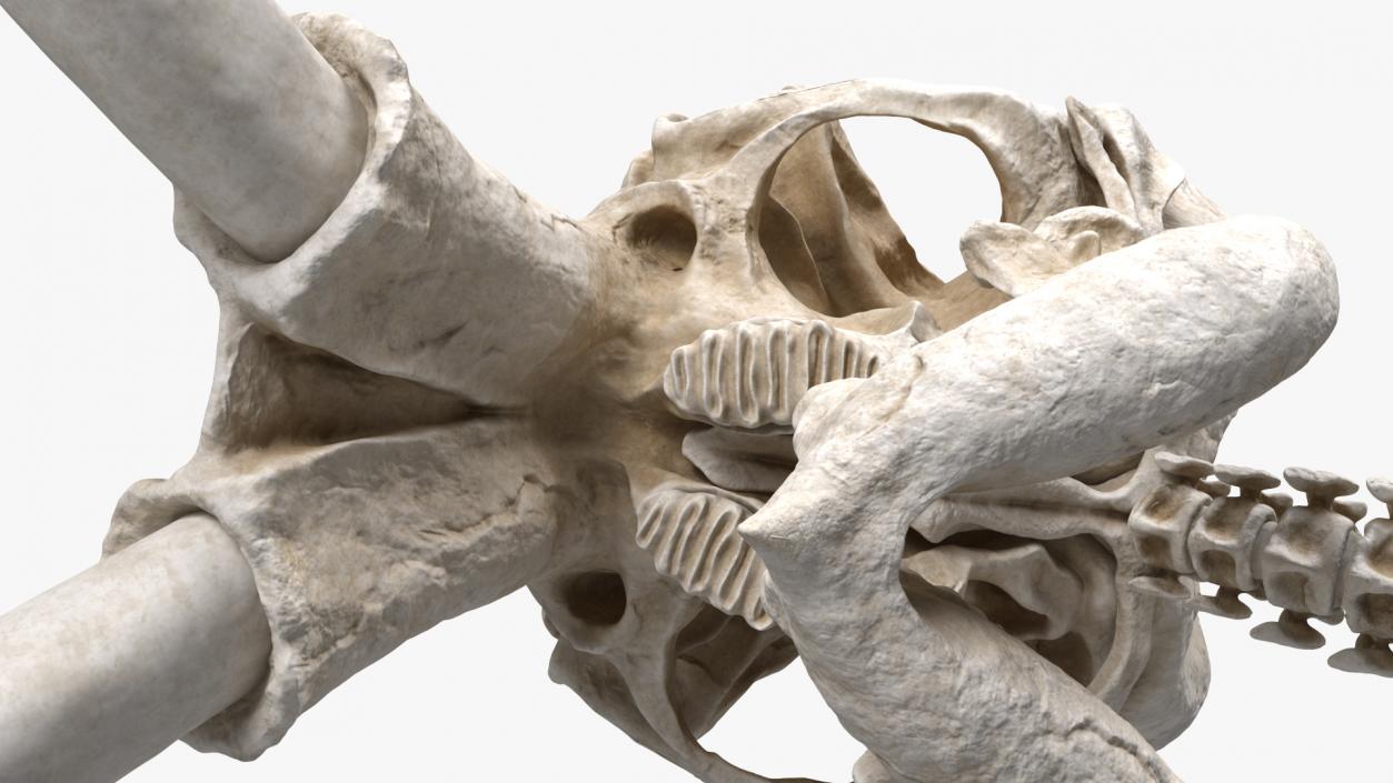 3D Mammoth Skull model