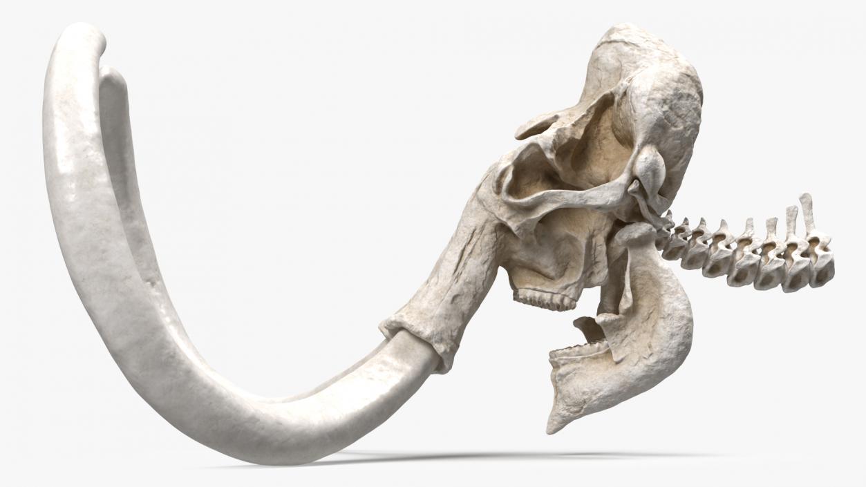 3D Mammoth Skull model