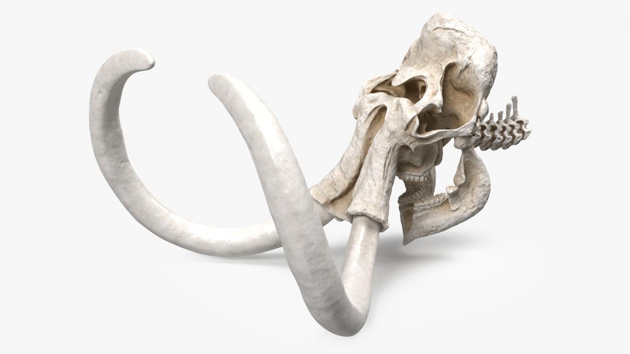 3D Mammoth Skull model