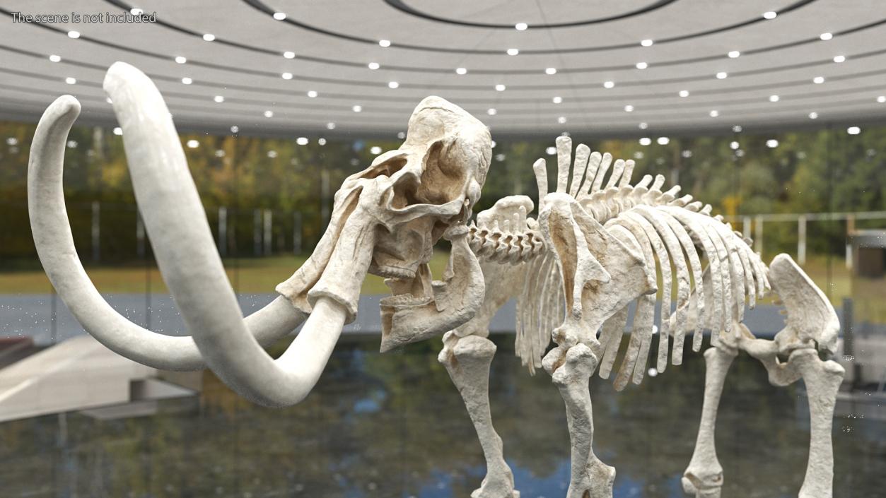 3D Mammoth Skull model