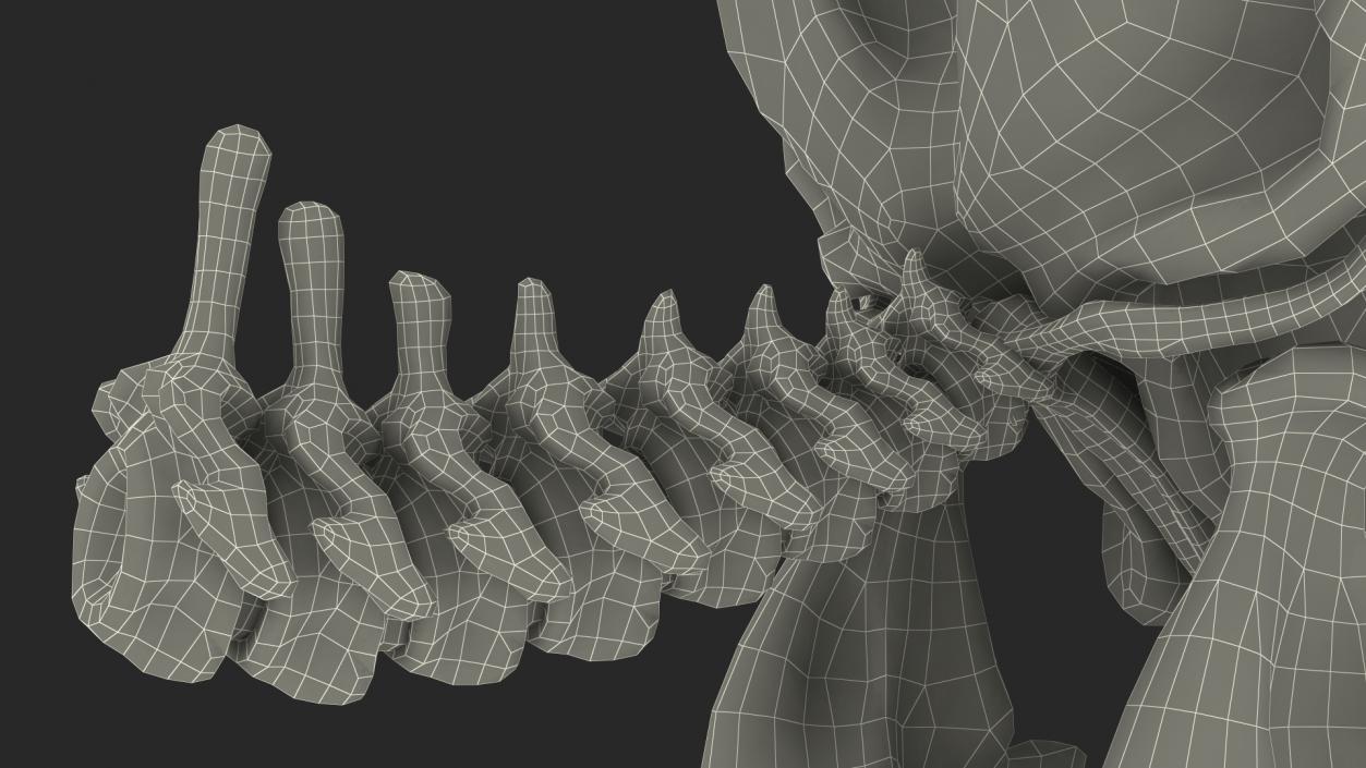 3D Mammoth Skull model