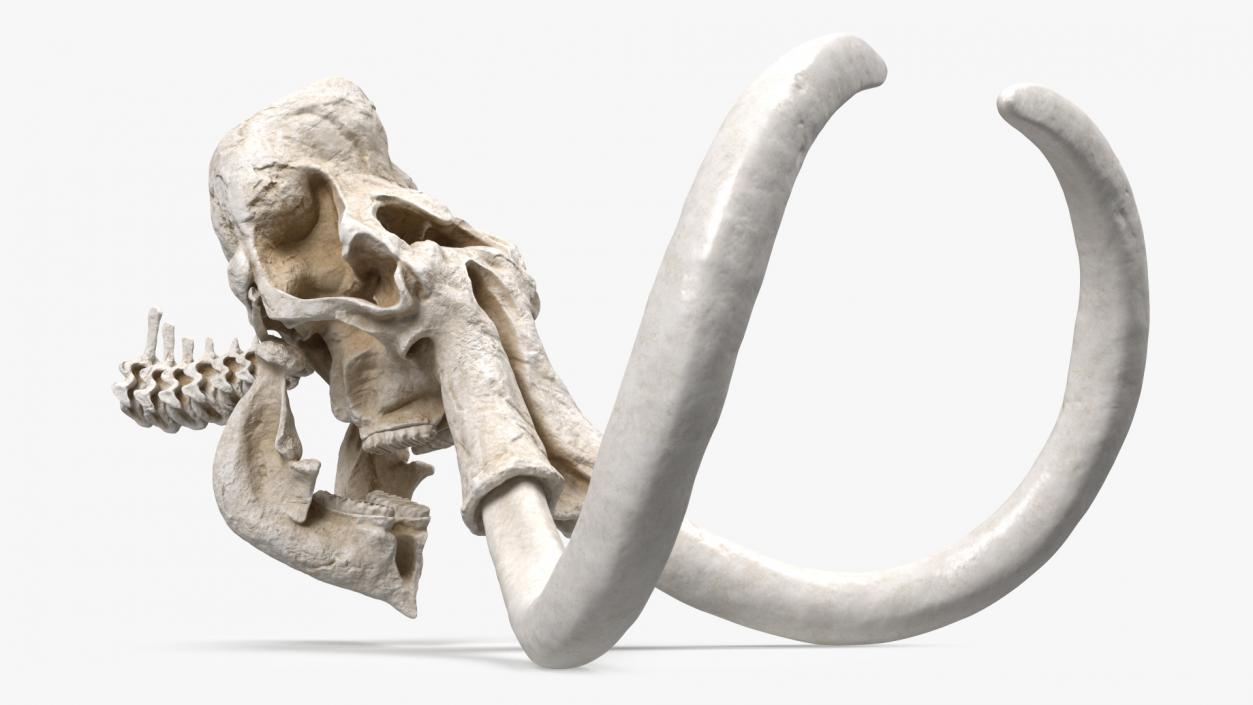 3D Mammoth Skull model