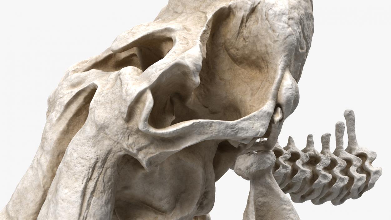 3D Mammoth Skull model