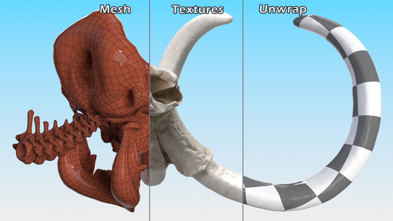 3D Mammoth Skull model