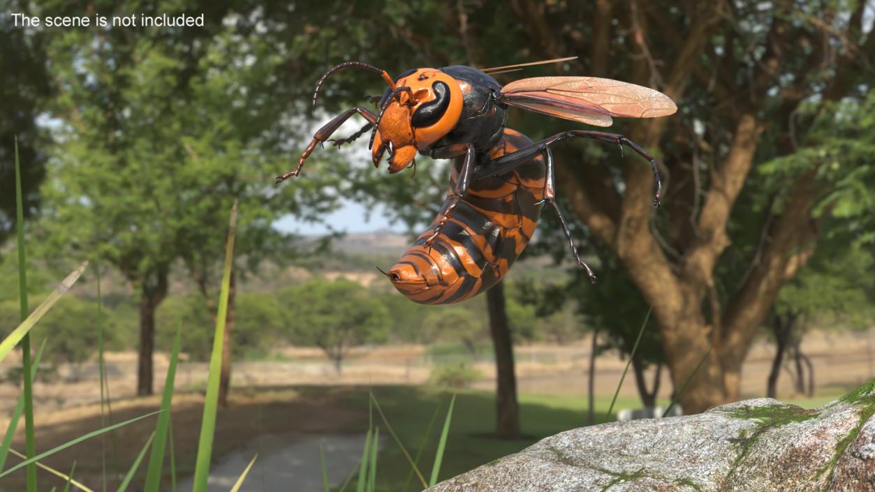 3D Northern Giant Hornet Attack Pose model