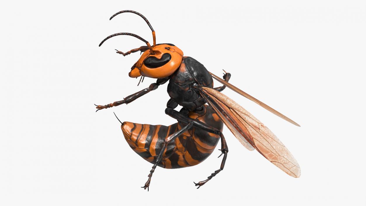 3D Northern Giant Hornet Attack Pose model