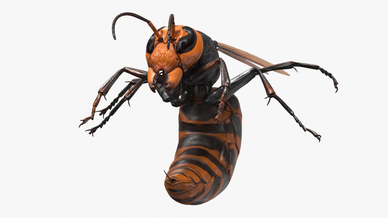 3D Northern Giant Hornet Attack Pose model