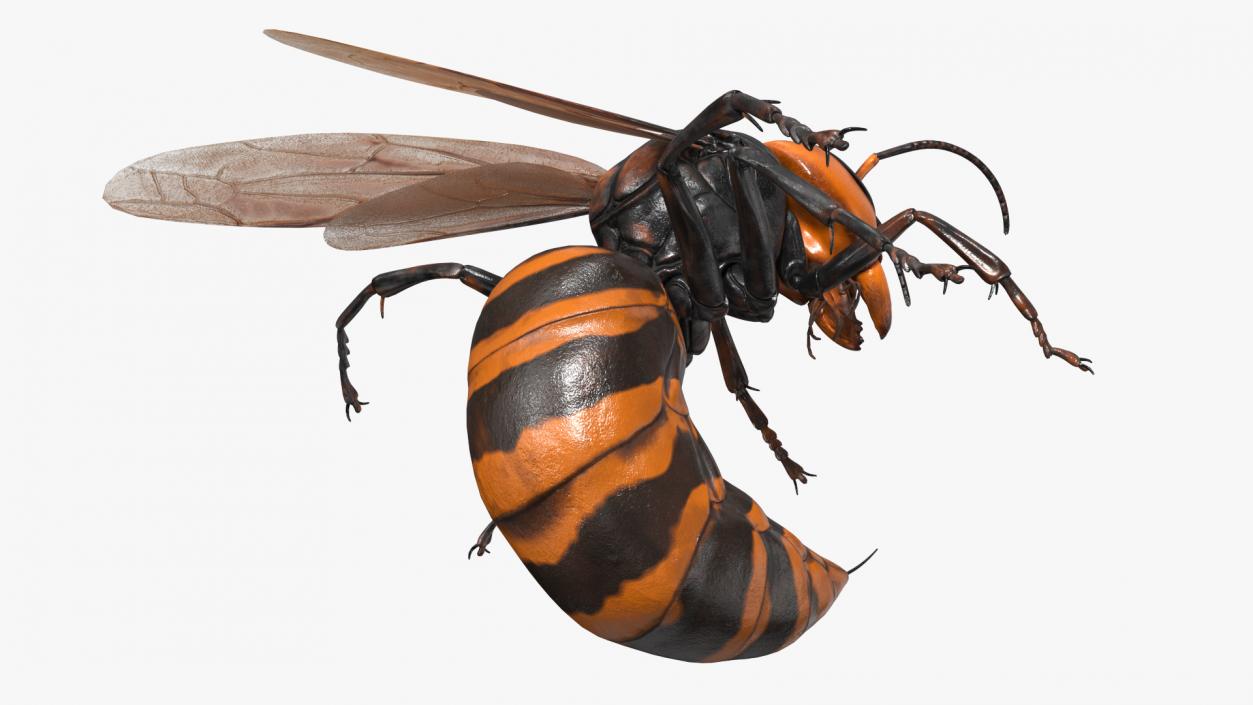 3D Northern Giant Hornet Attack Pose model