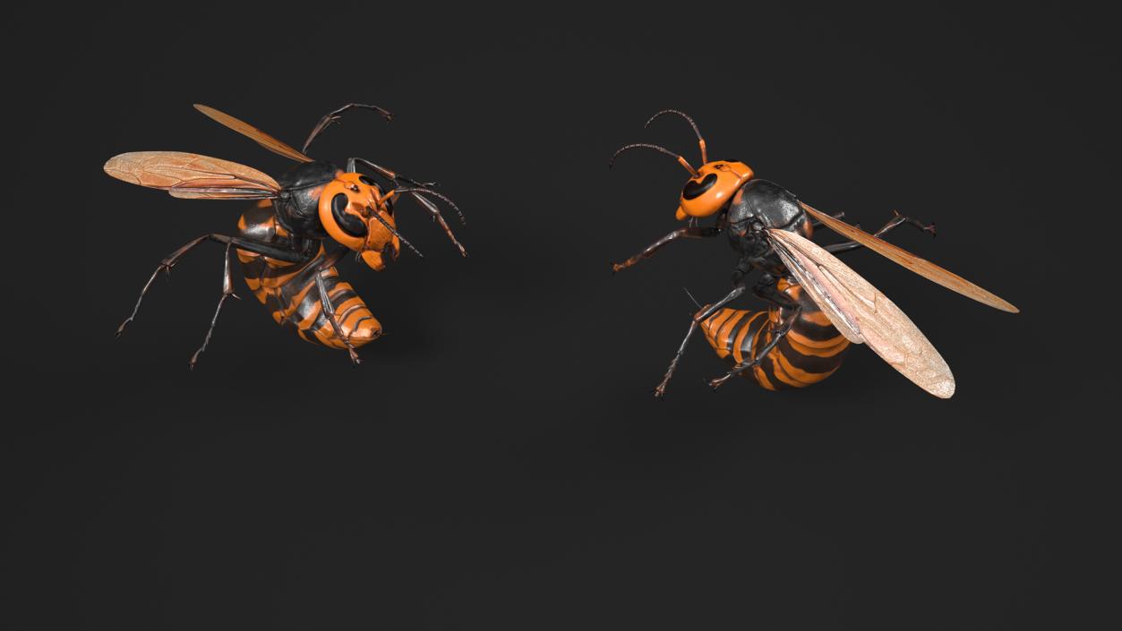 3D Northern Giant Hornet Attack Pose model