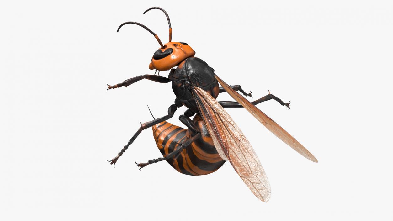 3D Northern Giant Hornet Attack Pose model